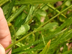 Packera subnuda subnuda