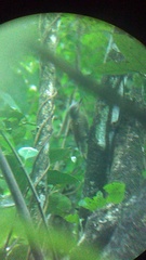 Colaptes auricularis