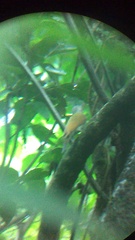 Colaptes auricularis