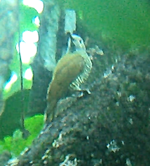 Colaptes auricularis