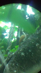 Colaptes auricularis