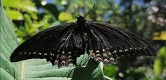 Papilio menatius morelius