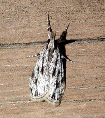 Eudonia strigalis