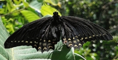 Papilio menatius morelius