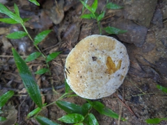 Austroboletus subflavidus