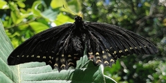 Papilio menatius morelius