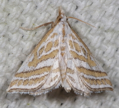Leptosteges parthenialis