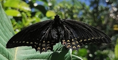 Papilio menatius morelius
