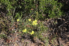 Oxalis pes-caprae sericea