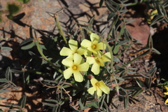 Oxalis pes-caprae sericea