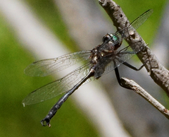 Somatochlora tenebrosa