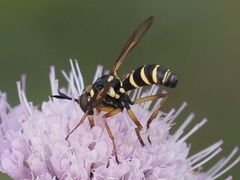 Conops scutellatus