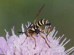 Conops scutellatus