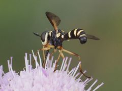 Conops scutellatus