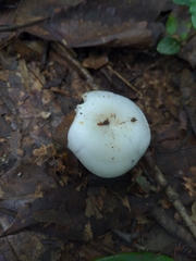 Russula perlactea