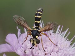 Conops scutellatus