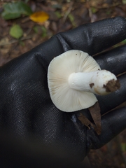 Russula perlactea