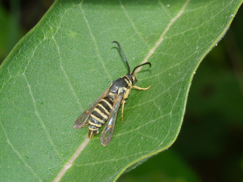 Riley's Clearwing Moth photo 2