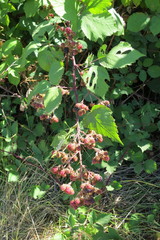 Rubus praecox