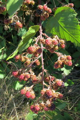Rubus praecox