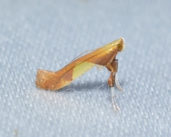 Caloptilia packardella