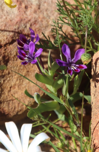 Image of Lapeirousia violacea by (c) Tony Rebelo, some rights reserved (CC BY-SA)