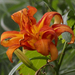 Hemerocallis fulva kwanso - Photo (c) Ken Potter, some rights reserved (CC BY-NC), uploaded by Ken Potter