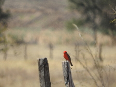 Pyrocephalus rubinus