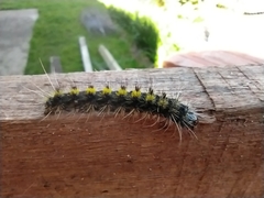 Dysschema centenaria