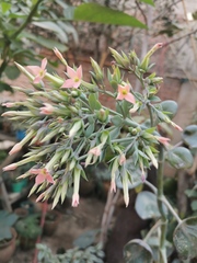 Kalanchoe nyikae