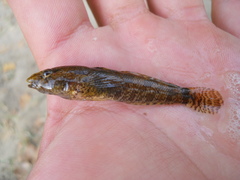 Proterorhinus semilunaris