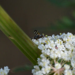 Chaetopsis massyla