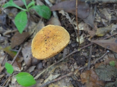 Suillus hirtellus