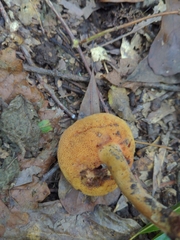 Suillus hirtellus