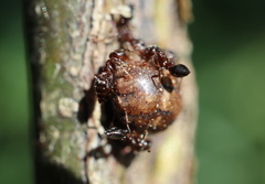 Allokermes galliformis