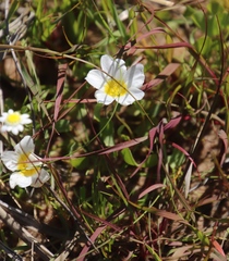 Oxalis dregei