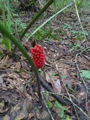 Arisaema dracontium