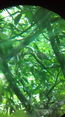 Turdus assimilis