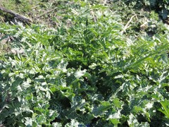 Silybum marianum