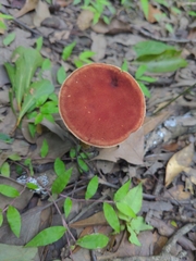 Boletus roodyi
