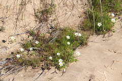 Oxalis dregei