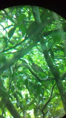 Turdus assimilis