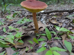 Boletus roodyi