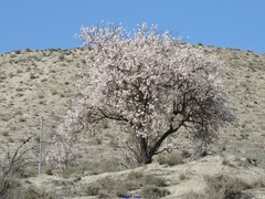 Prunus amygdalus