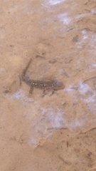 Ambystoma velasci