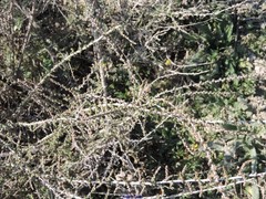 Artemisia alba