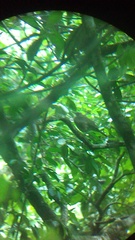 Turdus assimilis