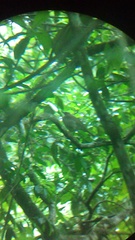 Turdus assimilis