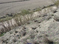 Retama sphaerocarpa