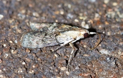Pococera expandens